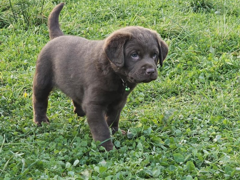 Chesador Puppies. ped. Chesapeake Bay Retriever x ped. Labrador