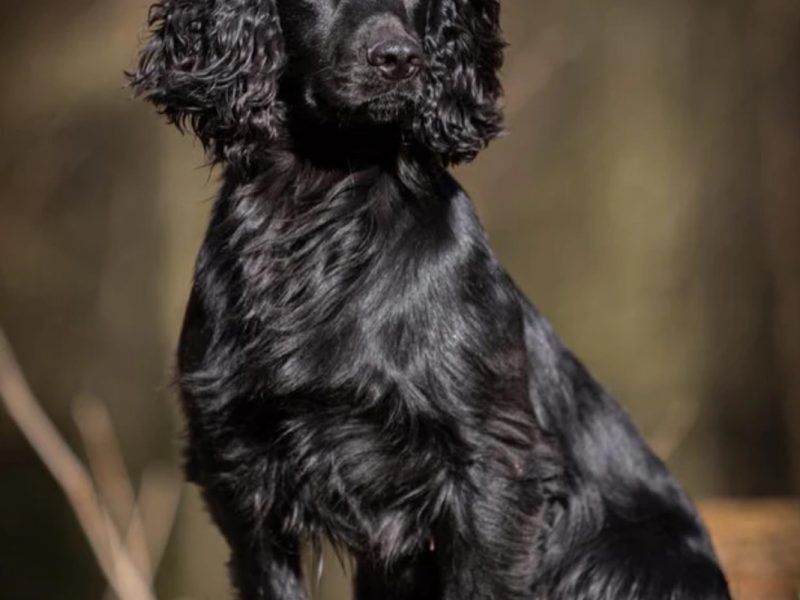 KC REGISTERED READY 28.02.25