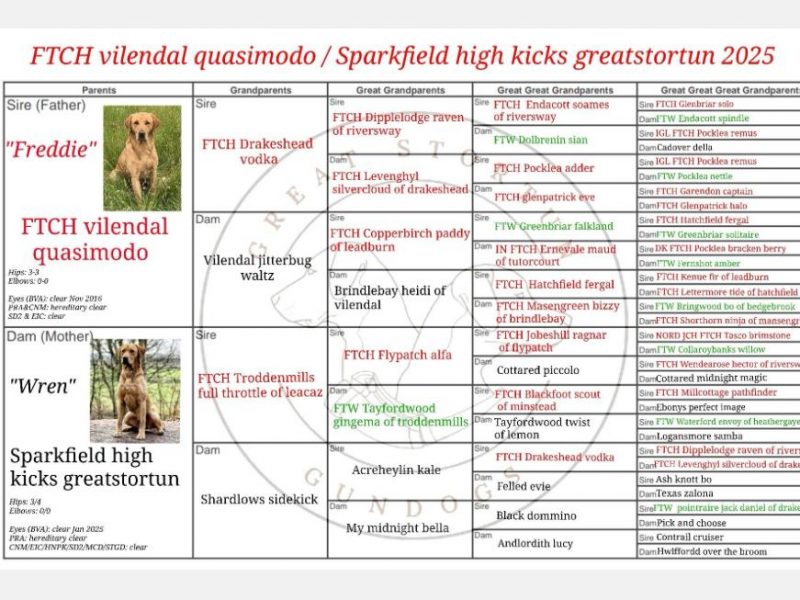 Field Trial Champion kc health tested labrador pups. Extremely well bred