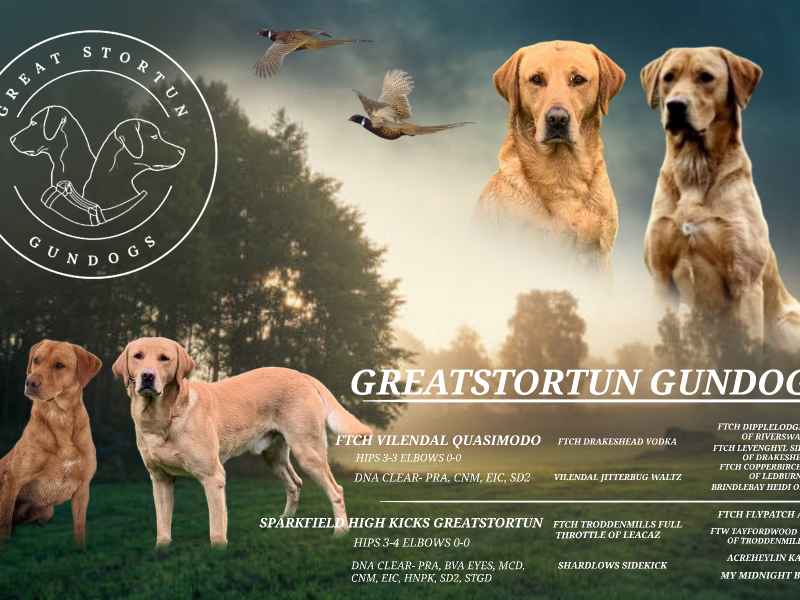 Field Trial Champion kc health tested labrador pups. Extremely well bred