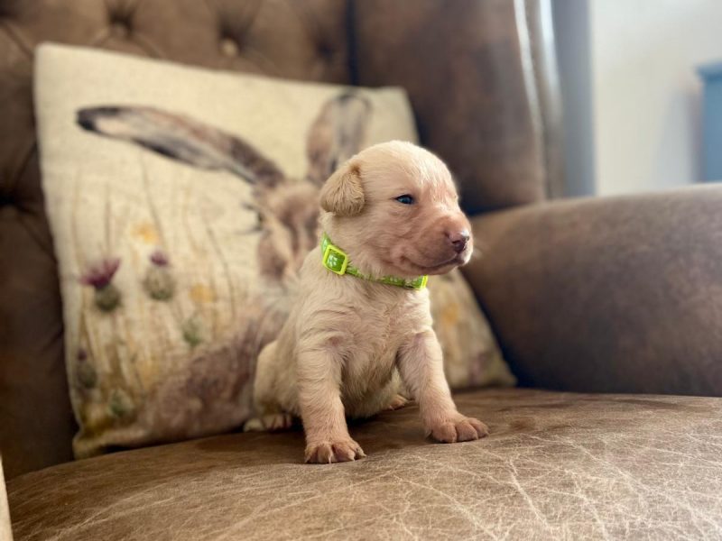 Field Trial Champion kc health tested labrador pups. Extremely well bred