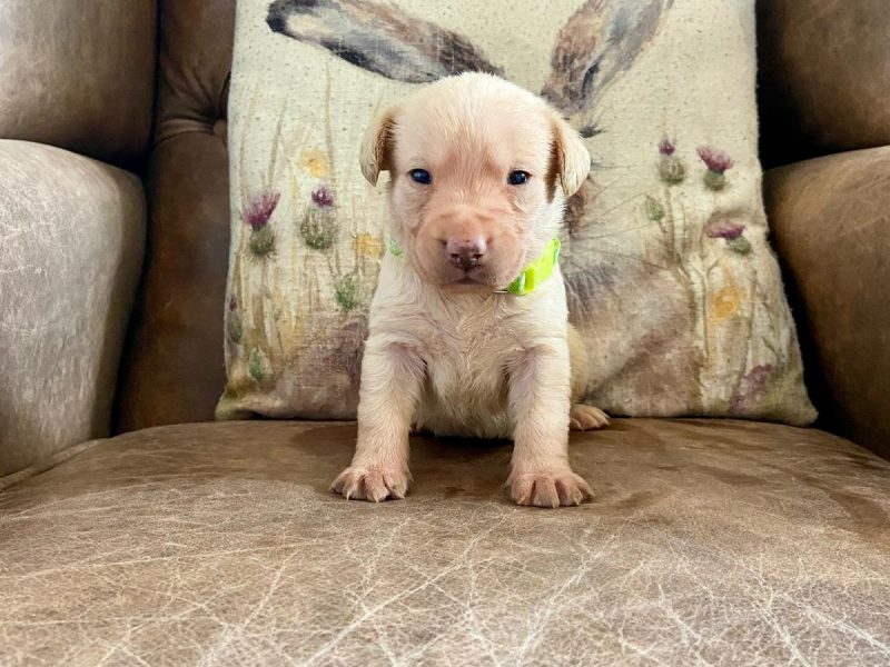 Field Trial Champion kc health tested labrador pups. Extremely well bred