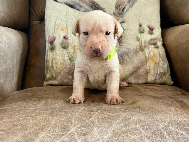 Field Trial Champion kc health tested labrador pups. Extremely well bred