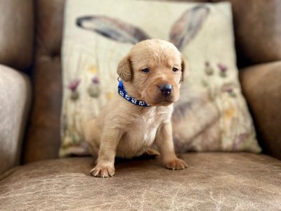 Field Trial Champion kc health tested labrador pups. Extremely well bred