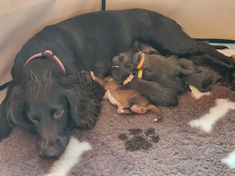 3/4 Docked Sprocker Spaniel Pups - Established Working Lines