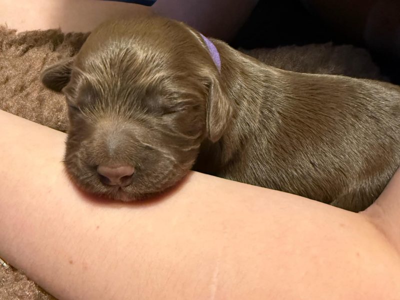 3/4 Docked Sprocker Spaniel Pups - Established Working Lines