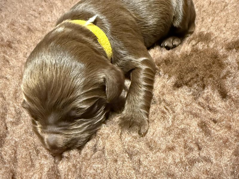 3/4 Docked Sprocker Spaniel Pups - Established Working Lines
