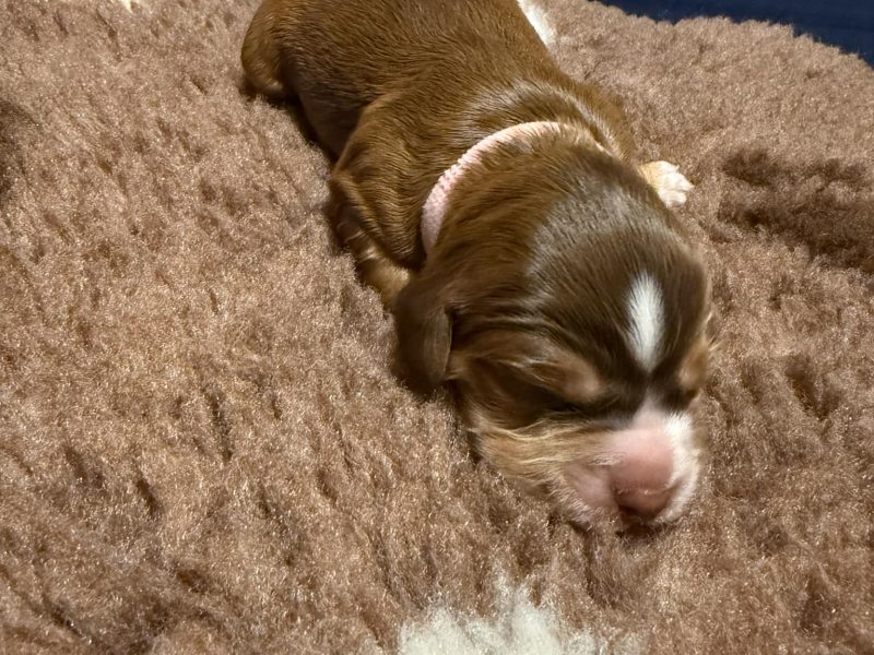 3/4 Docked Sprocker Spaniel Pups - Established Working Lines