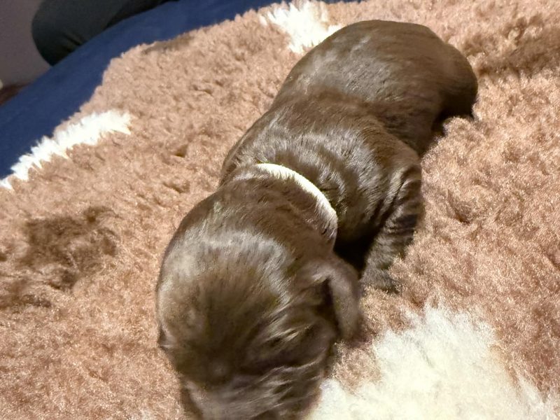 3/4 Docked Sprocker Spaniel Pups - Established Working Lines