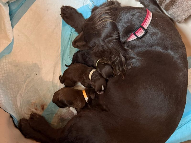 3/4 Docked Sprocker Spaniel Pups - Established Working Lines