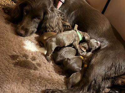 3/4 Docked Sprocker Spaniel Pups - Established Working Lines