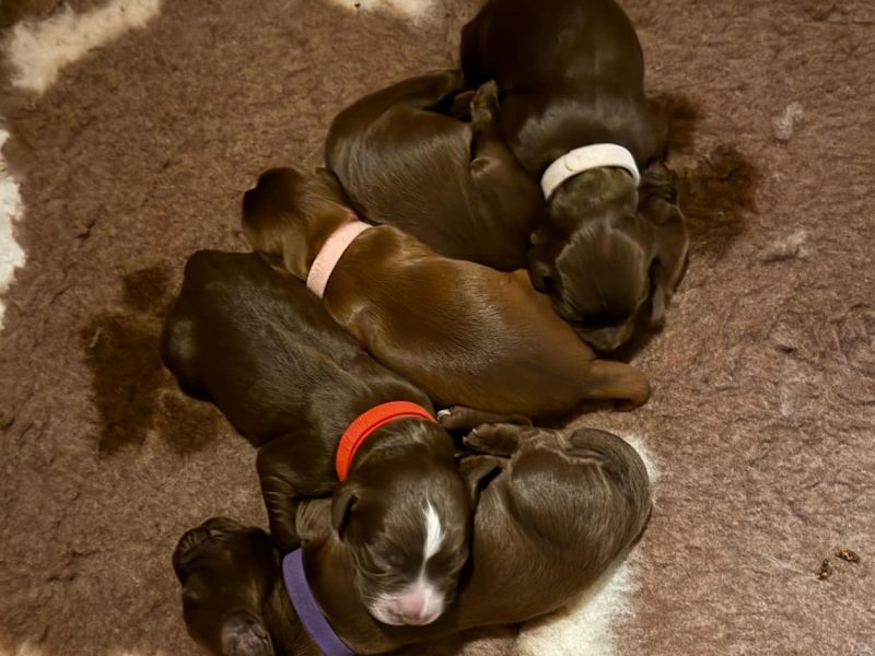 3/4 Docked Sprocker Spaniel Pups - Established Working Lines