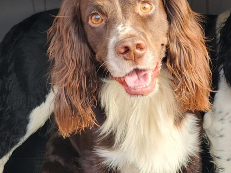 3/4 Docked Sprocker Spaniel Pups - Established Working Lines