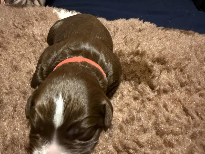 3/4 Docked Sprocker Spaniel Pups - Established Working Lines