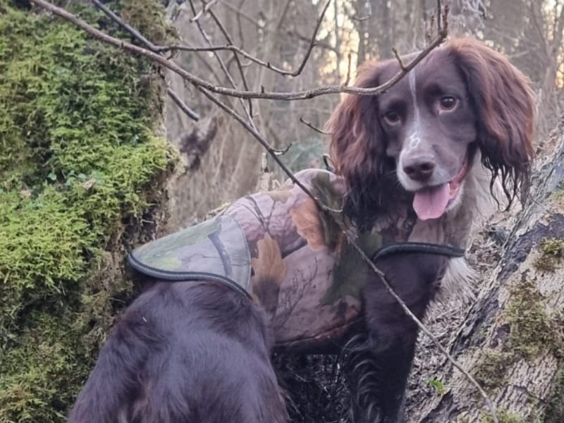 3/4 Docked Sprocker Spaniel Pups - Established Working Lines