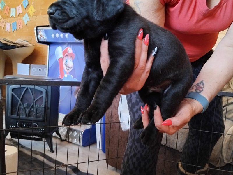 Stunning working Lab puppies FTCh