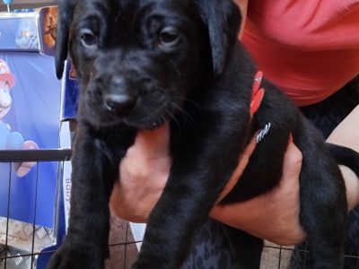 Stunning working Lab puppies FTCh
