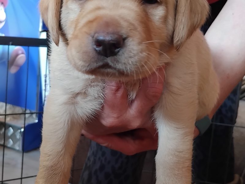 Stunning working Lab puppies FTCh