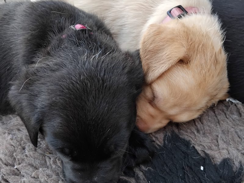 Stunning working Lab puppies FTCh