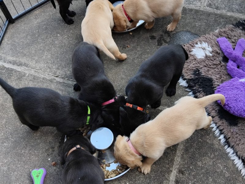 Stunning working Lab puppies FTCh