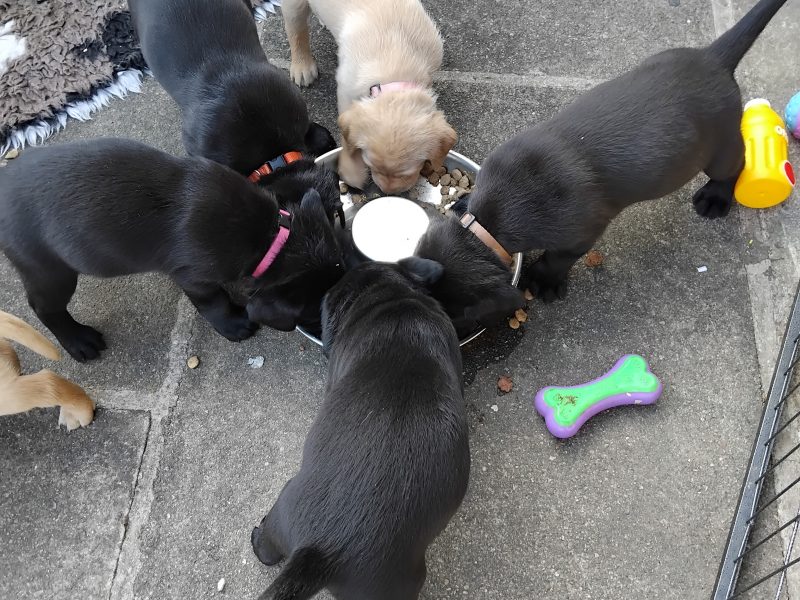 Stunning working Lab puppies FTCh