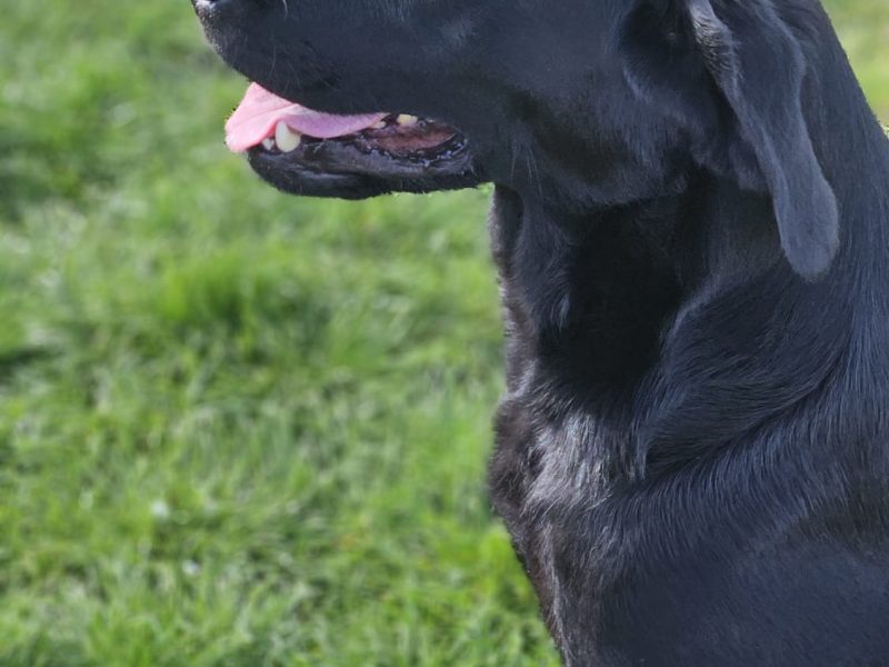 Stunning working Lab puppies FTCh