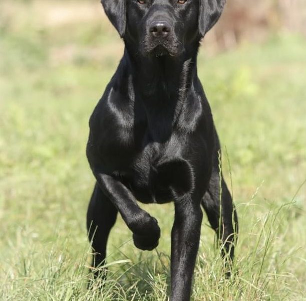 FULLY HEALTH TESTED FTCH LINE PUPS