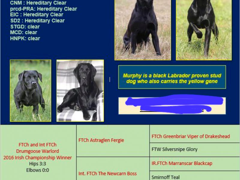 FULLY HEALTH TESTED FTCH LINE PUPS