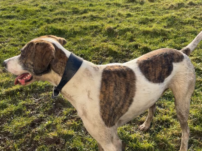 Welsh hound x Lurcher