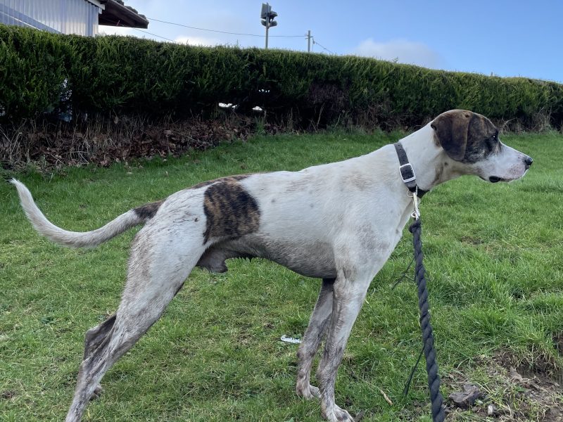 Welsh hound x Lurcher