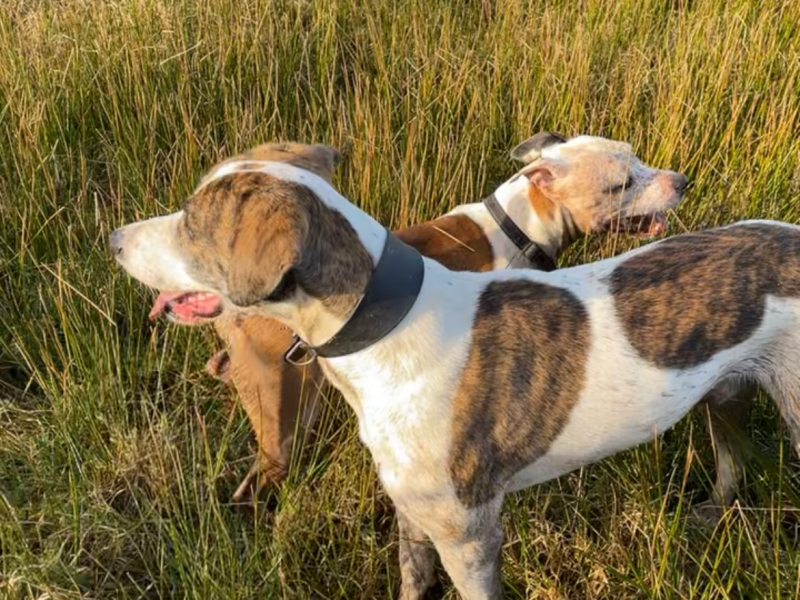 Welsh hound x Lurcher