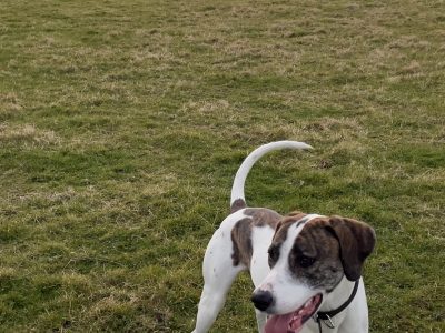 Welsh hound x Lurcher