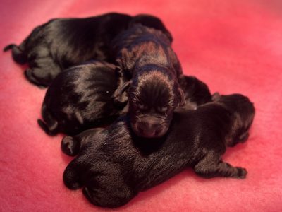 FULLY HEALTH TESTED FTCH LINE PUPS