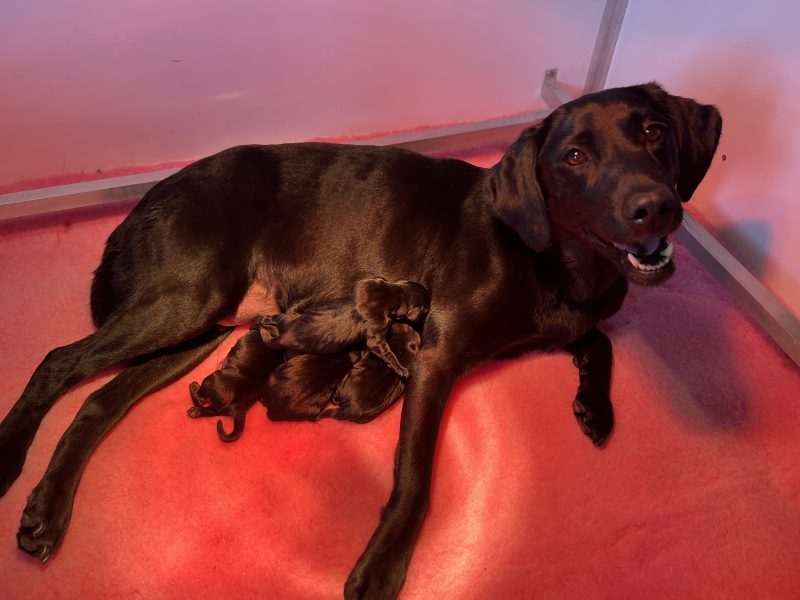 FULLY HEALTH TESTED FTCH LINE PUPS