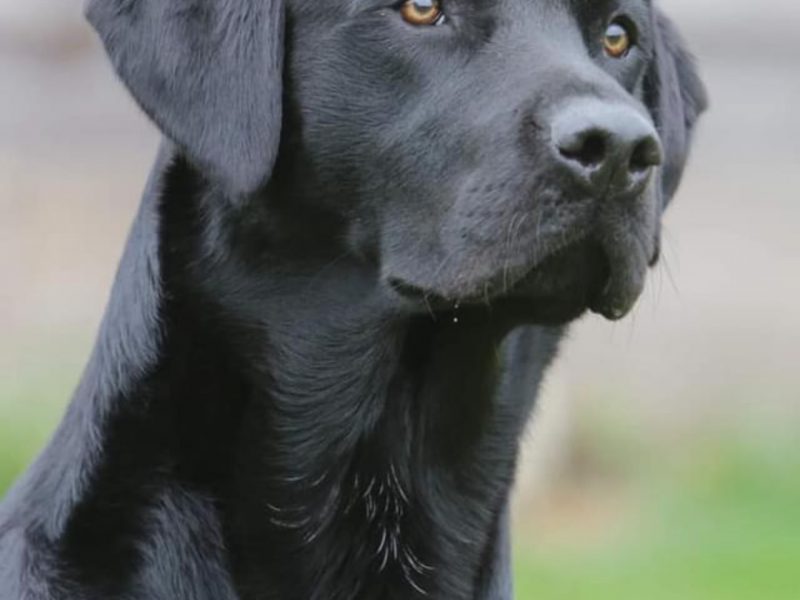 FULLY HEALTH TESTED FTCH LINE PUPS