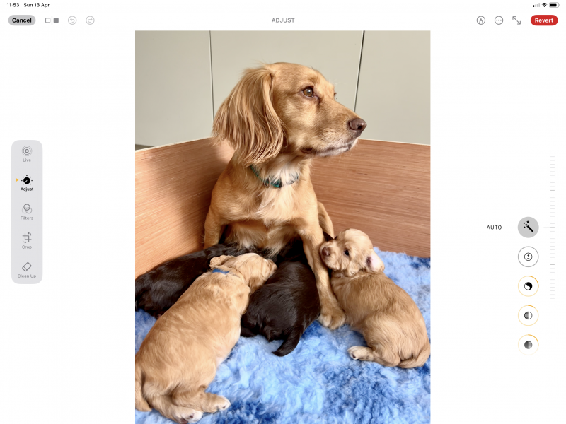 Pedigree Working Cocker Pups
