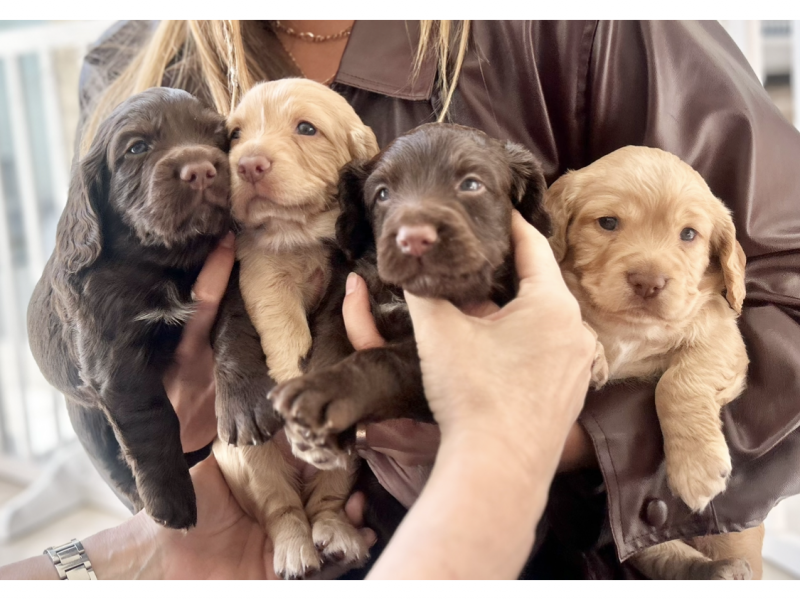 Pedigree Working Cocker Pups