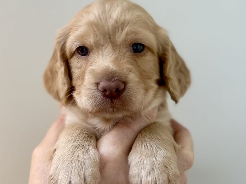 Pedigree Working Cocker Pups