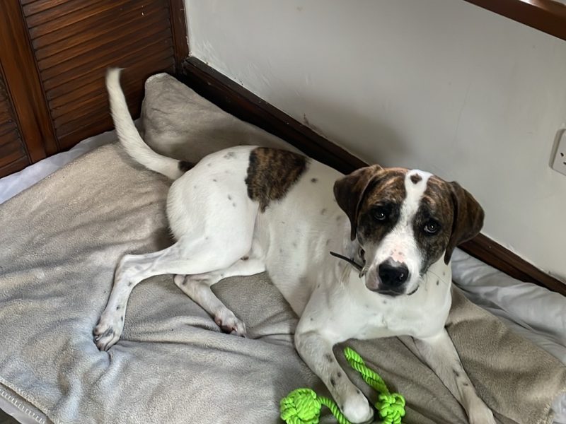 Welsh hound x Lurcher