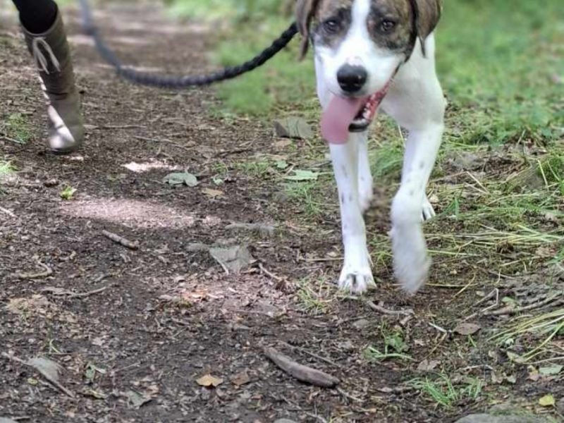 Welsh hound x Lurcher