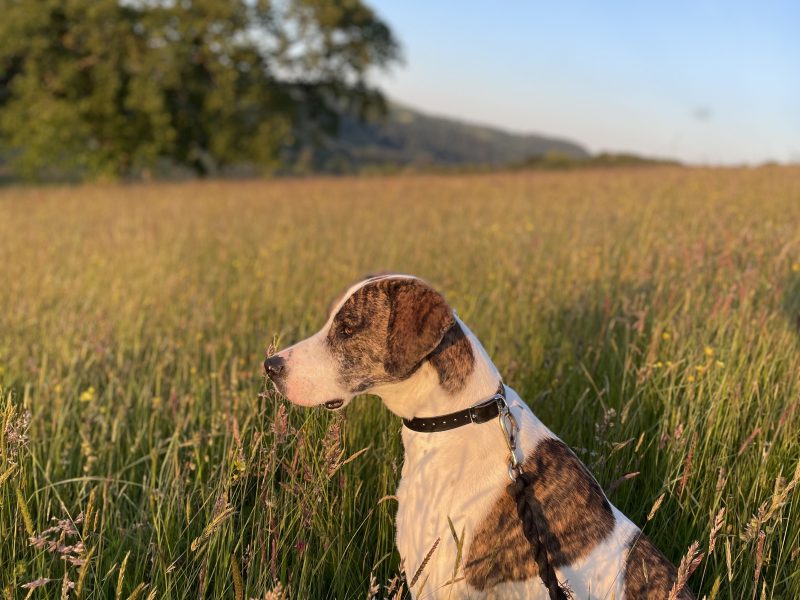 Welsh hound x Lurcher