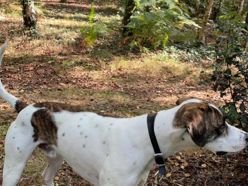 Welsh hound x Lurcher