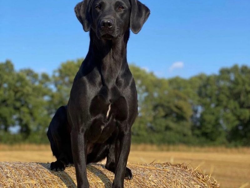 FULLY HEALTH TESTED FTCH LINE PUPS