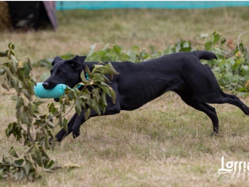 FULLY HEALTH TESTED FTCH LINE PUPS