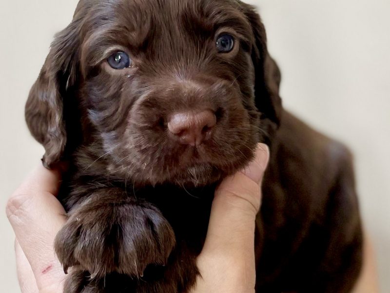 Pedigree Working Cocker Pups