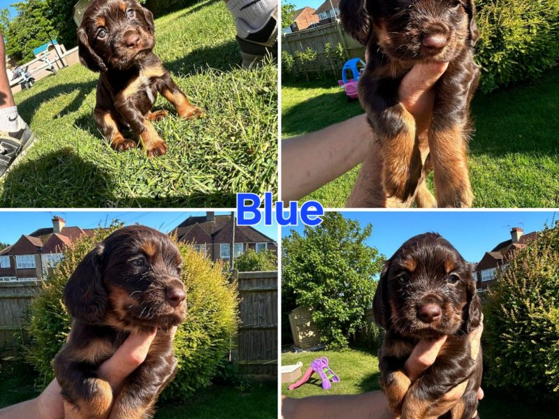 KC Registered Working Cocker Spaniel Puppies