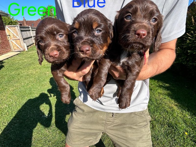 KC Registered Working Cocker Spaniel Puppies