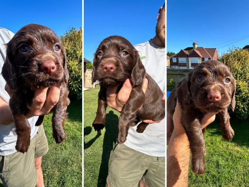 KC Registered Working Cocker Spaniel Puppies