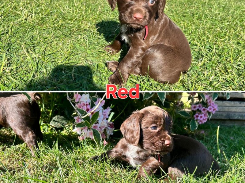 KC Registered Working Cocker Spaniel Puppies