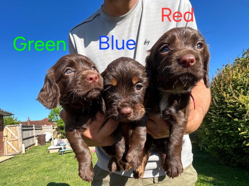 KC Registered Working Cocker Spaniel Puppies